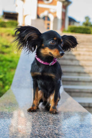 Black russian terrier with pink  leash sitting on a gray stone parapet and looking awayの写真素材