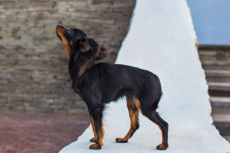 Black russian terrier standing on a white stone parapet and looking away. Side viewの写真素材