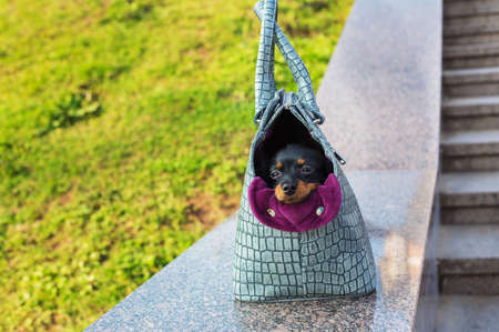 Black Russian Terrier sitting in a gray dog carrying bag on a stone parapetの写真素材
