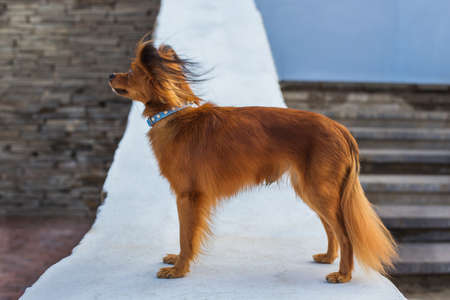 Red russian terrier with blue  leash standing on a white stone parapet and looking away. Side viewの写真素材