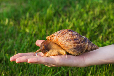 Big snail sitting on a woman's hand on a grass backgroundの写真素材