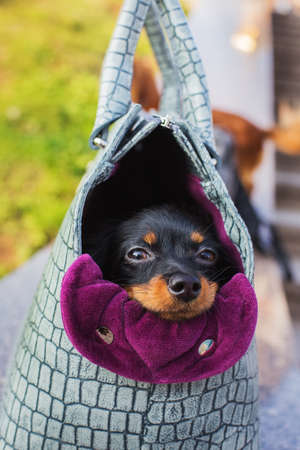 Black Russian Terrier hiding in a gray dog carrying bag