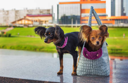 Red Russian Terrier sitting in a  gray dog carrying bag and Black Russian Terrier standing near it. Both looking away.の写真素材