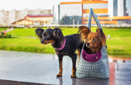 Red Russian Terrier sitting in a  gray dog carrying bag and Black Russian Terrier standing near it. Both looking away.の写真素材