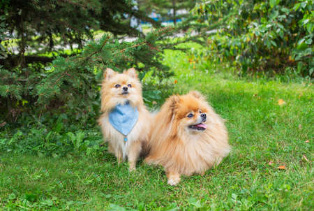 Two red shaggy Pomeranian's sitting on green grass under spruce in park and looking away and upの写真素材