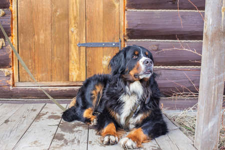 Bernese mountain dog lying on leash near wooden rustic door and looking awayの写真素材