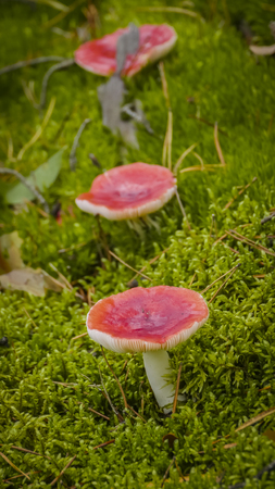 Mushrooms russet in green moss.の写真素材