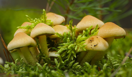 Group of Honey fungus growing on stump with green moss.の写真素材
