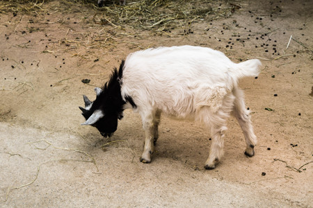 goat in field eating dried grassの写真素材