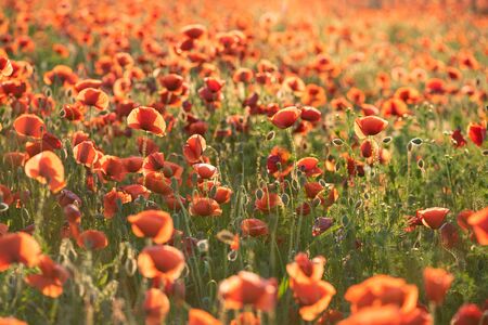 Red poppy flowers on a rural field. Papaver.の写真素材