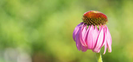 Purple coneflower in the meadow. (Echinacea purpurea).の写真素材