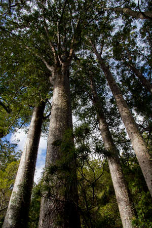 Kauri Forest New Zealand