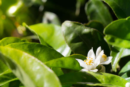 Blossom of a Mandarin Tree Amidst Leaves, Selective Focus with Copy Spaceの写真素材