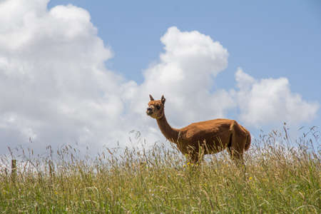 Alpaca in Grassy Field with Cloudy Blue Sky Backgroundの写真素材