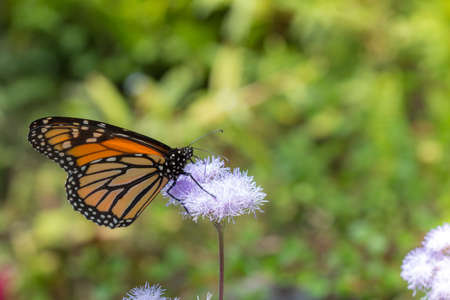 Monarch Butterfly Feeding on Nectar on Purple Flower in Garden Horizontal with Copy Spaceの写真素材
