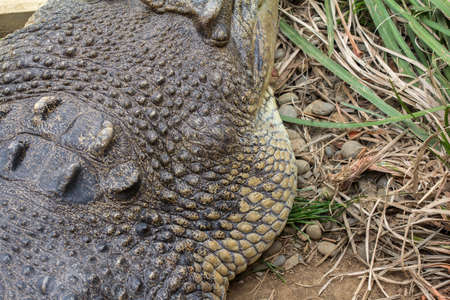 Close Up of Saltwater Crocodile Head showing Textures Horizontal