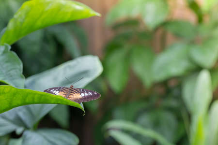 The Clipper (Parthenos sylvia) Butterfly Resting on Leaf Horizontal with Copy Spaceの写真素材