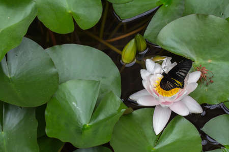 The Golden Birdwing (Troides Aeacus) Butterfly on a Lily, Horizontal with Copy Space