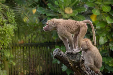 Hamadryas Baboon Checking out the View from a Tree Stump Horizontal with Copy Spaceの写真素材