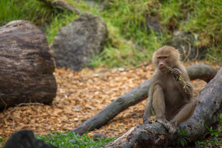Hamadryas Baboon Eating Horizontal with Copy Spaceの写真素材