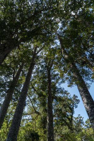 Towering Kauri Trees in a Grove in Puketi Forest in Northland New Zealandの写真素材