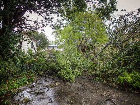 Fallen trees blocking driveway after storm in Auckland New Zealandの写真素材