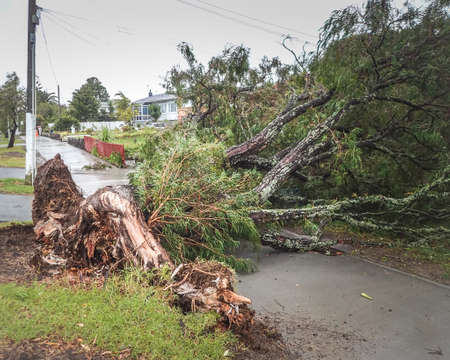 Tree uprooted in storm blocking footpath and driveways in Auckland New Zealand