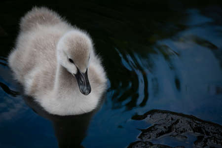 Close Up of Beautiful Baby Swan / Cygnet at the Edge of the Lake