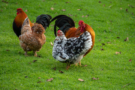 Group of Chickens Roaming in a Park