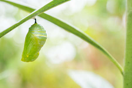 Monarch Butterfly Chrysalis Hanging on  Leaf Macro, Selective Focus with Copy Spaceの写真素材