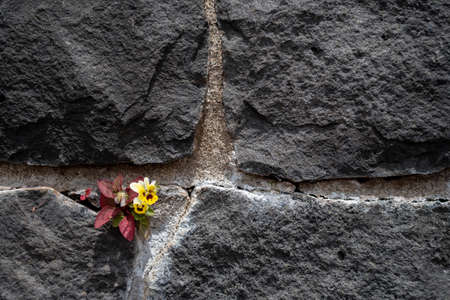 Pansy Growing in a Rock Wall, Conceptual Beauty and Growth in a Hard Placeの写真素材
