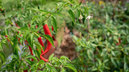 Red Chilli Peppers on Plant in Garden, Selective Focus with Copy Space