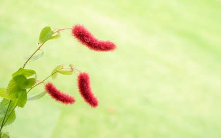 Close Up of Acalypha hispida commonly known as Catâ€™s Tail Plant, Selective Focus with Copy...