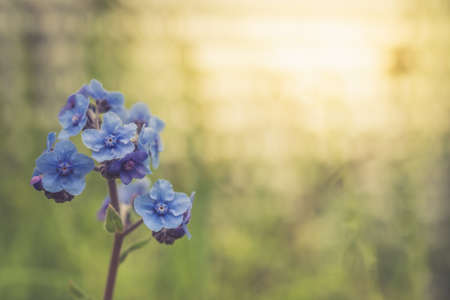 Close-Up of Forget-Me-Not Flowers Macro, selective focus with Copy Space