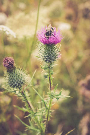 Bumblebee on a Purple Thistle Flower on Sunny Afternoonの写真素材