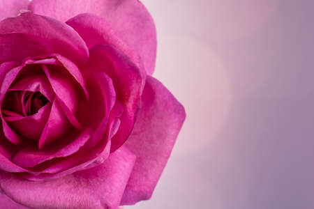 Close-Up of Pink Purple Rose Against a Purple Bokeh Backgroundの写真素材