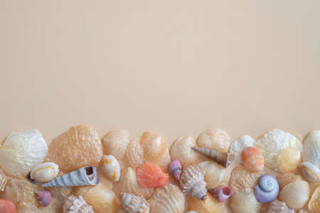 Beautiful Coloured Seashells from Above on a Cream Background with Copy Spaceの写真素材