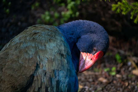 Close-Up of New Zealand Takahe Preening in the Morning Light with Selective Focusの写真素材