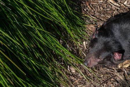 Tasmanian devil Sunbathing on Bark on a Cool Autumn Dayの写真素材