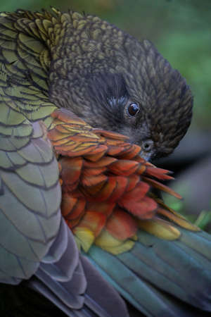 Close Up of New Zealand Mountain Kea Feathers as it Preens with Selective Focus