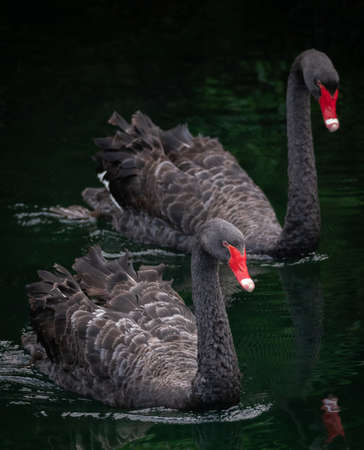 Pair of Swan in the Lake At Western Springs in Auckland New Zealand in Spring Timeの写真素材