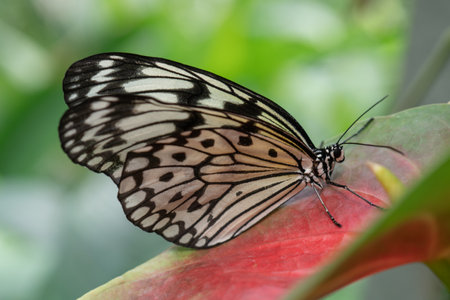 Wood Nymph Butterfly on a Leaf with Selective Focus