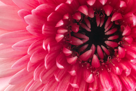 Closeup of Dark Pink Gerbera Petals and Centre Fully in Focusの写真素材