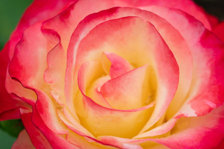 Closeup of Tropical Delight Rose Bloom with Selective Focusの写真素材