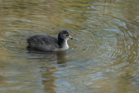Juvenile Coot swimming in shallow lake with copy spaceの写真素材