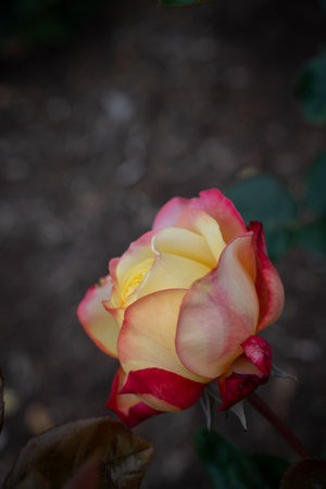 Close Up of Nostolgia Rose Bud with Selective Focus and Copy Spaceの写真素材
