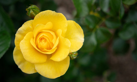 Close Up of Best Wishes Yellow Rose Bud with Selective focus and Copy Spaceの写真素材