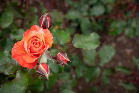 Close Up of Michaelangelo Rose Bud with Copy Spaceの写真素材