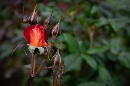 Close Up of Michaelangelo Rose Bud with Selective Focus and Copy Spaceの写真素材