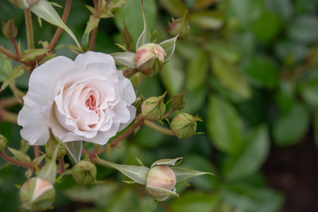Close Up of White Roses with Copy Space and Selective Focusの写真素材